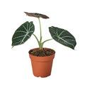Alocasia Black Velvet - Rare Jewel Alocasia
