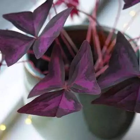 Oxalis Triangularis - Purple Shamrock Butterfly Plant (Corm)