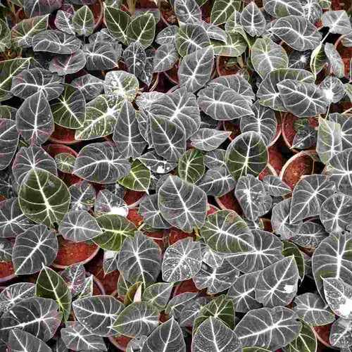 Alocasia Black Velvet - Rare Jewel Alocasia