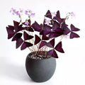 Oxalis Triangularis - Purple Shamrock Butterfly Plant (Corm)