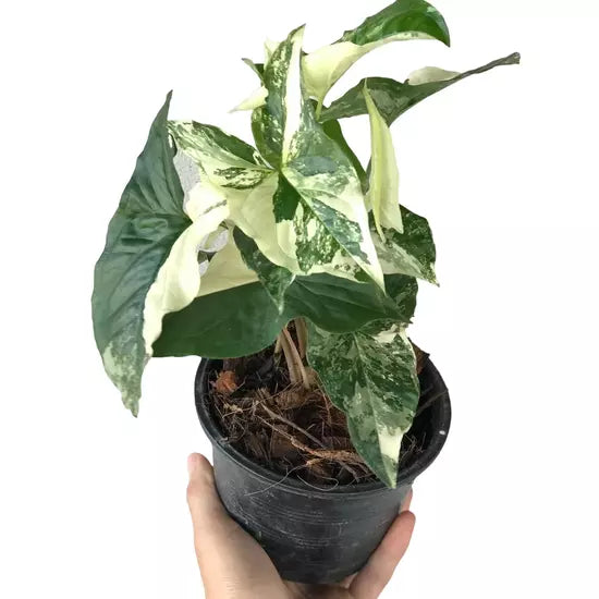 Syngonium Albo - Syngonium Podophyllum Albo Variegata