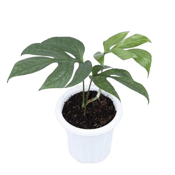 Amydrium Silver - Rare Silver Spider Monstera