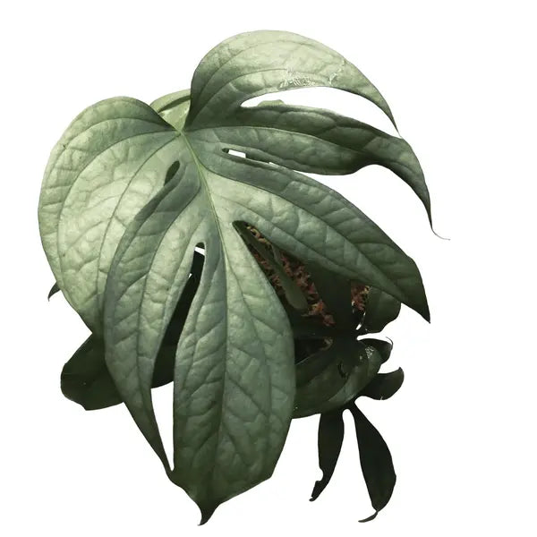 Amydrium Silver - Rare Silver Spider Monstera