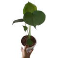 Monstera Deliciosa - Baby Plant in Grow Bag