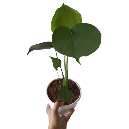 Monstera Deliciosa - Baby Plant in Grow Bag