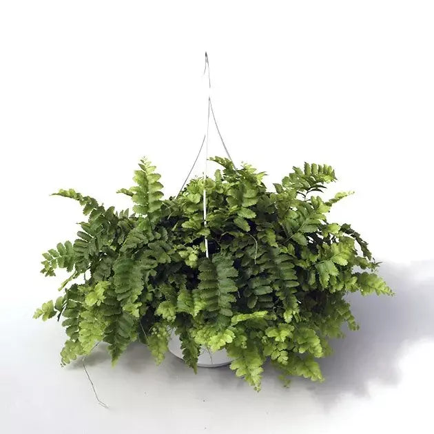 Nephrolepis Exaltata Pom Pom - Boston Fern Pom Pom