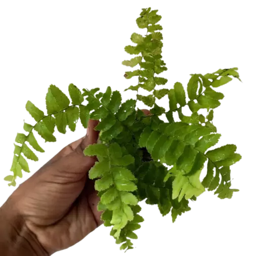 Nephrolepis Exaltata Pom Pom - Boston Fern Pom Pom