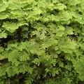 Trichocolea Tomentella Moss - Premium Terrarium Moss