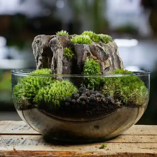 Trichocolea Tomentella Moss - Premium Terrarium Moss