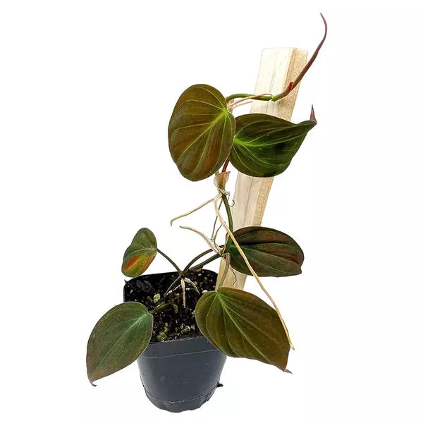 Philodendron Micans - Velvet-Leaf Philodendron