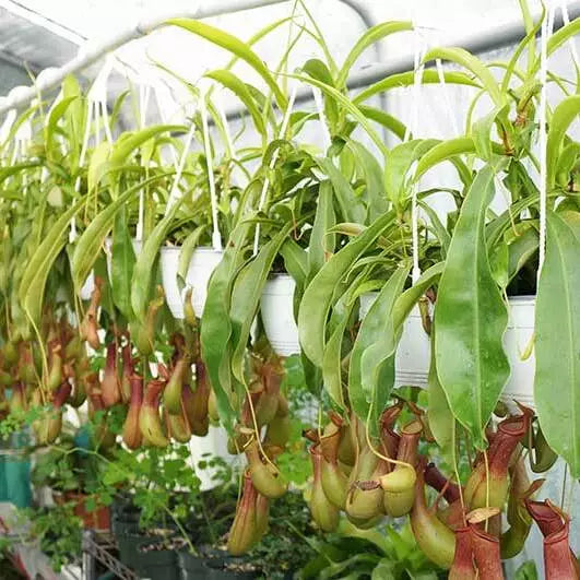 Pitcher Plant - Nepenthes Ventrata - Rare Carnivorous Plant