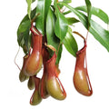 Pitcher Plant - Nepenthes Ventrata - Rare Carnivorous Plant