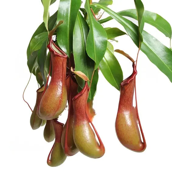 Pitcher Plant - Nepenthes Ventrata - Rare Carnivorous Plant