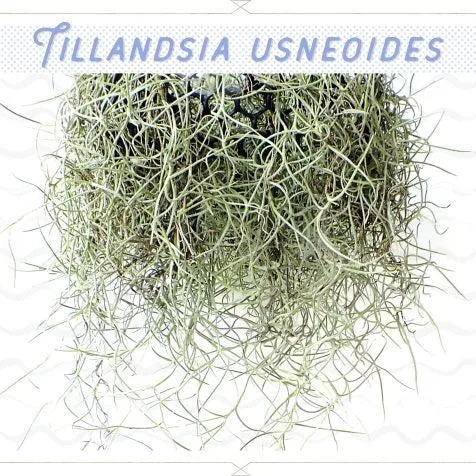 Spanish Moss - Tillandsia Usneoides Air Plant (Rare)