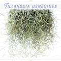Spanish Moss - Tillandsia Usneoides Air Plant (Rare)