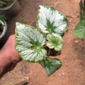 Begonia 'Silver Queen' - Classic Foliage Begonia