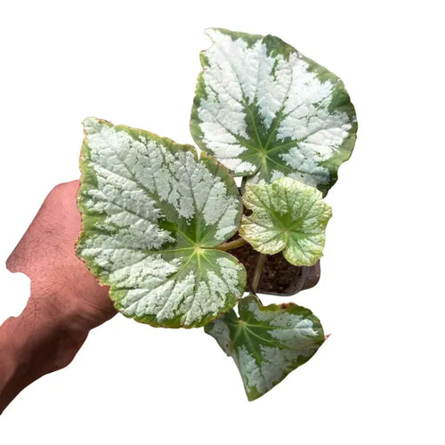 Begonia 'Silver Queen' - Classic Foliage Begonia