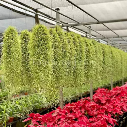 Spanish Moss - Tillandsia Usneoides Air Plant (Rare)
