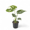 Monstera Thai Constellation - Medium Size (Affordable Price)