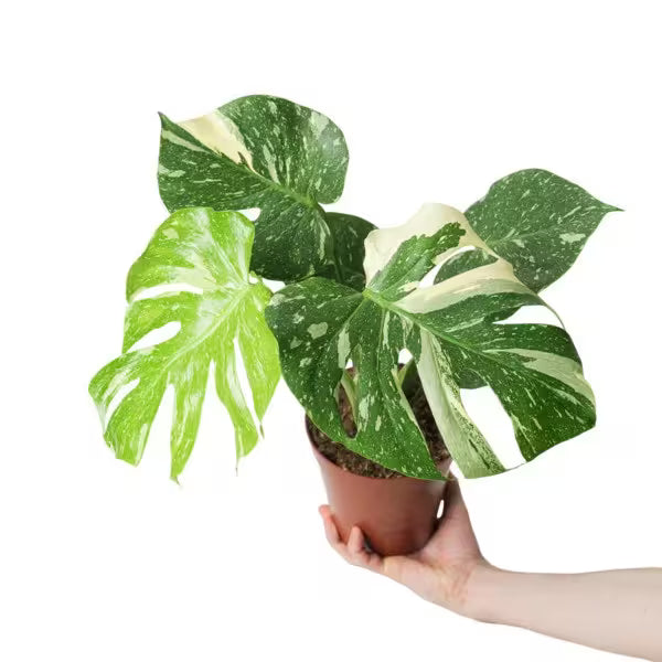 Monstera Thai Constellation - Medium Size (Affordable Price)