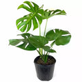 Monstera Deliciosa - Young Plant (Mature Size)
